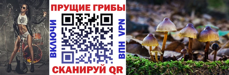 продажа наркотиков  Зуевка  Псилоцибиновые грибы Psilocybine cubensis 